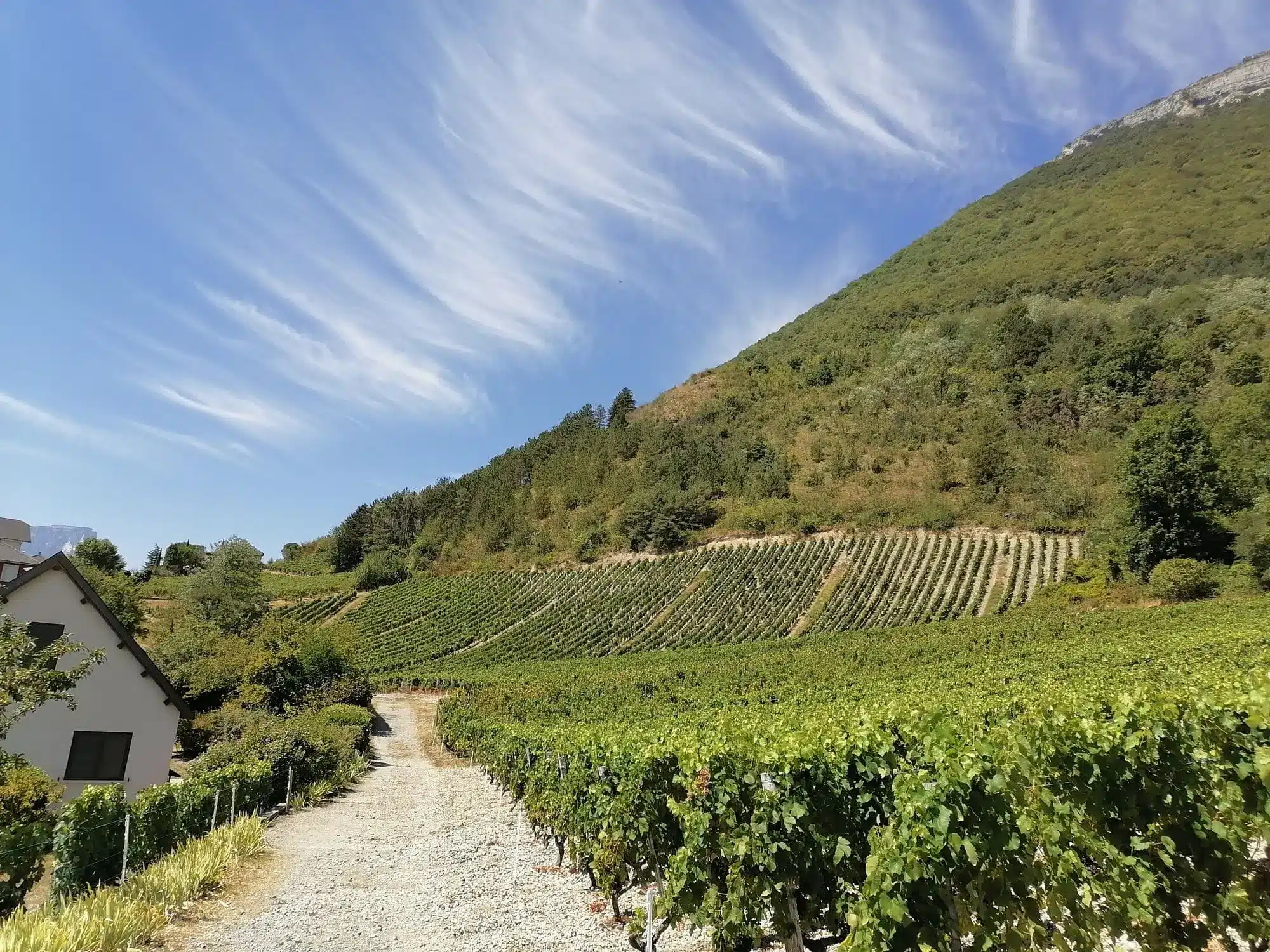 Chemin des Vignes